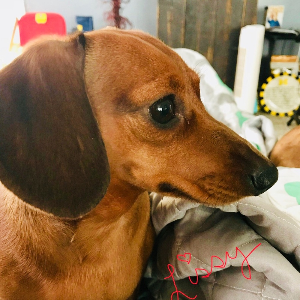 Meet your Posher, Holly
